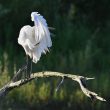 Grande Aigrette